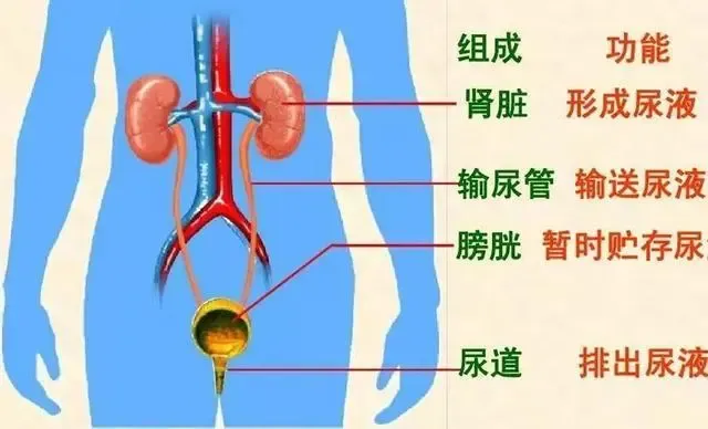 生理知识大全