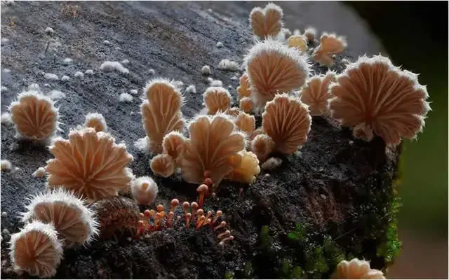 梅雨天后苹果里竟长出蘑菇，中科院专家“千里求购”