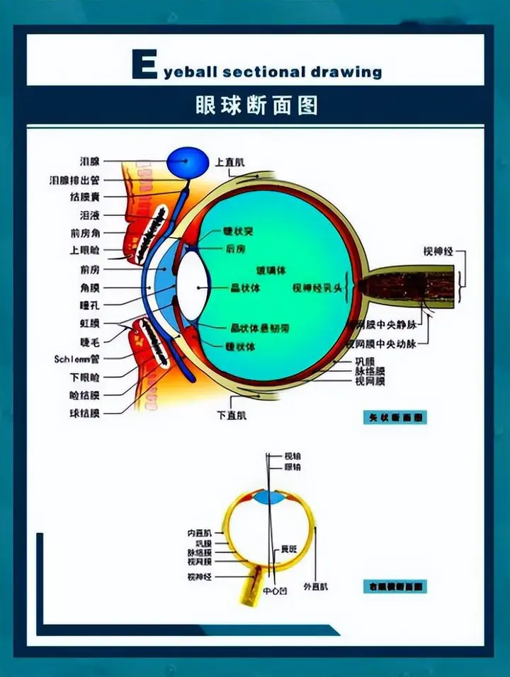 眼睛，人体唯一具备独立免疫系统的器官