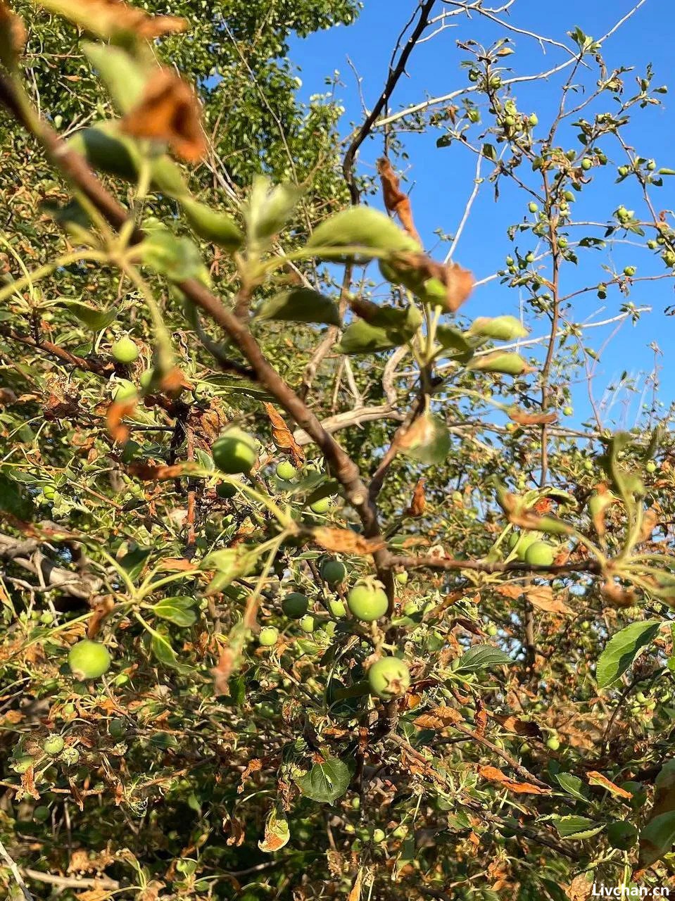 阿门其日格的树