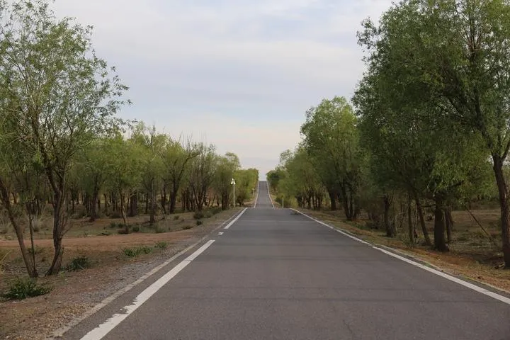 阿门其日格的树