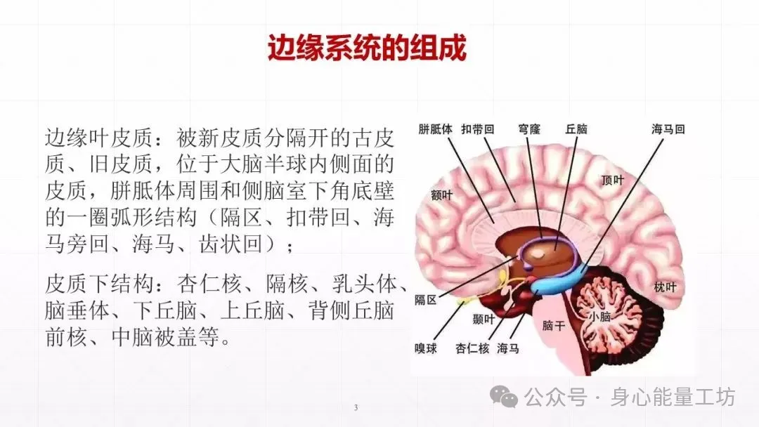 以正向情绪的能量驯服“情绪脑”，远离恐惧与压力