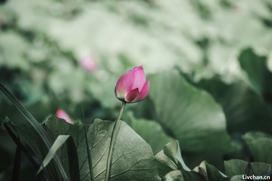 高性价比的人生其实没什么性价比