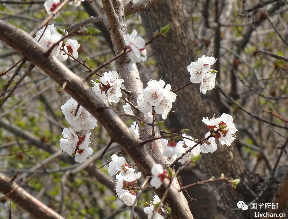 冬日里的梅花，就是最美冬日诗词