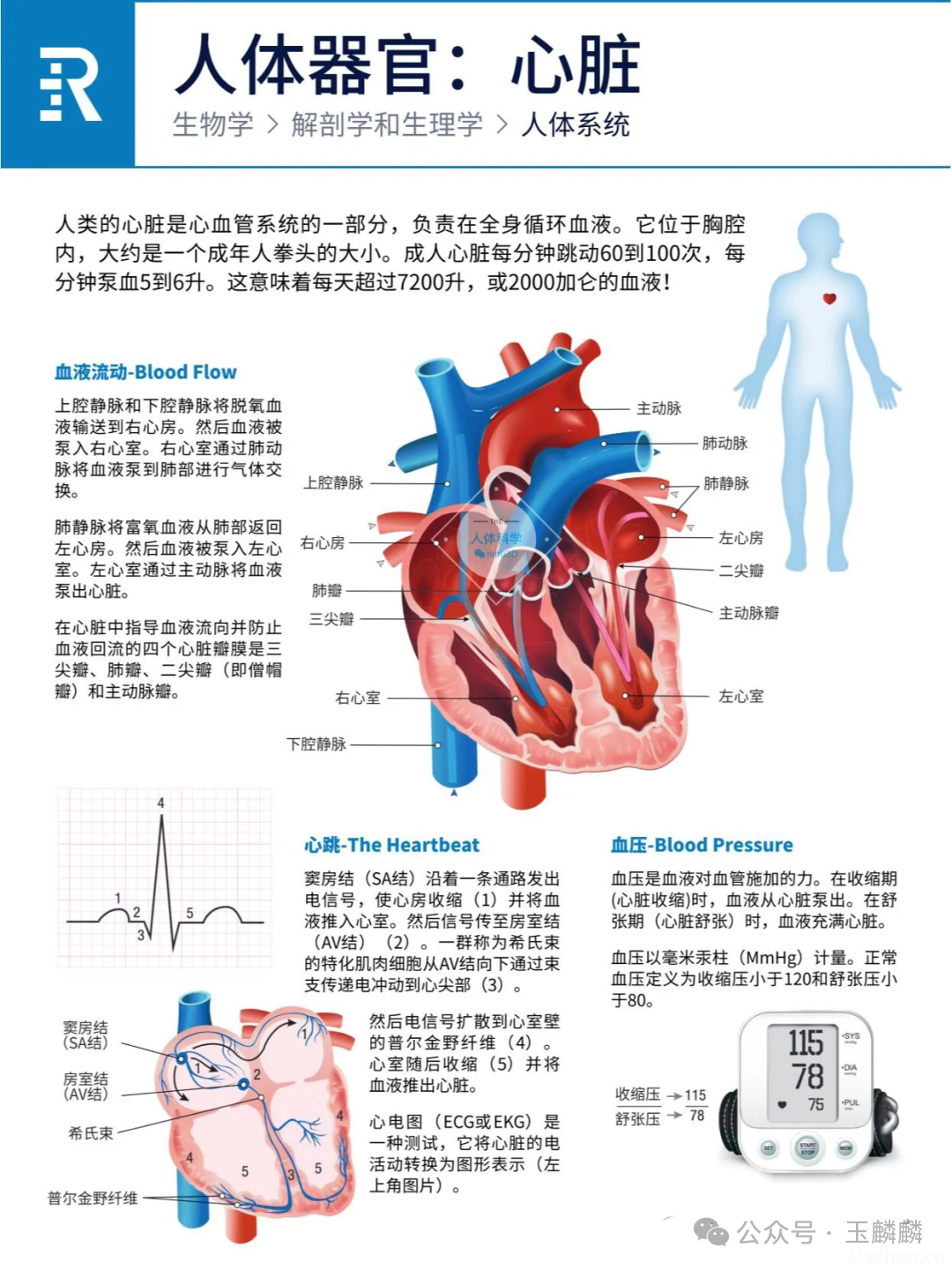 人体器官之心肝脾肺肾胰功能简介