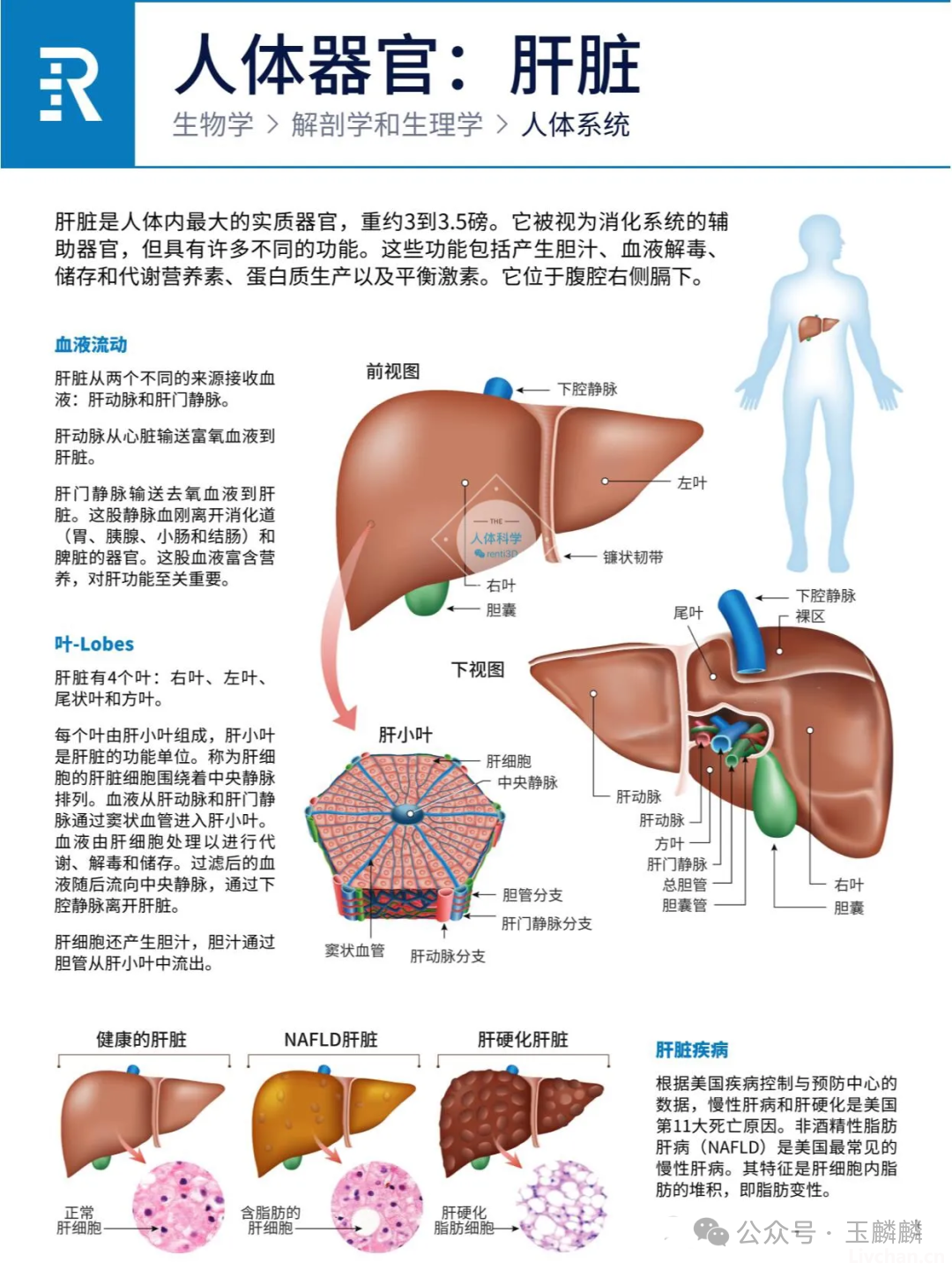 人体器官之心肝脾肺肾胰功能简介