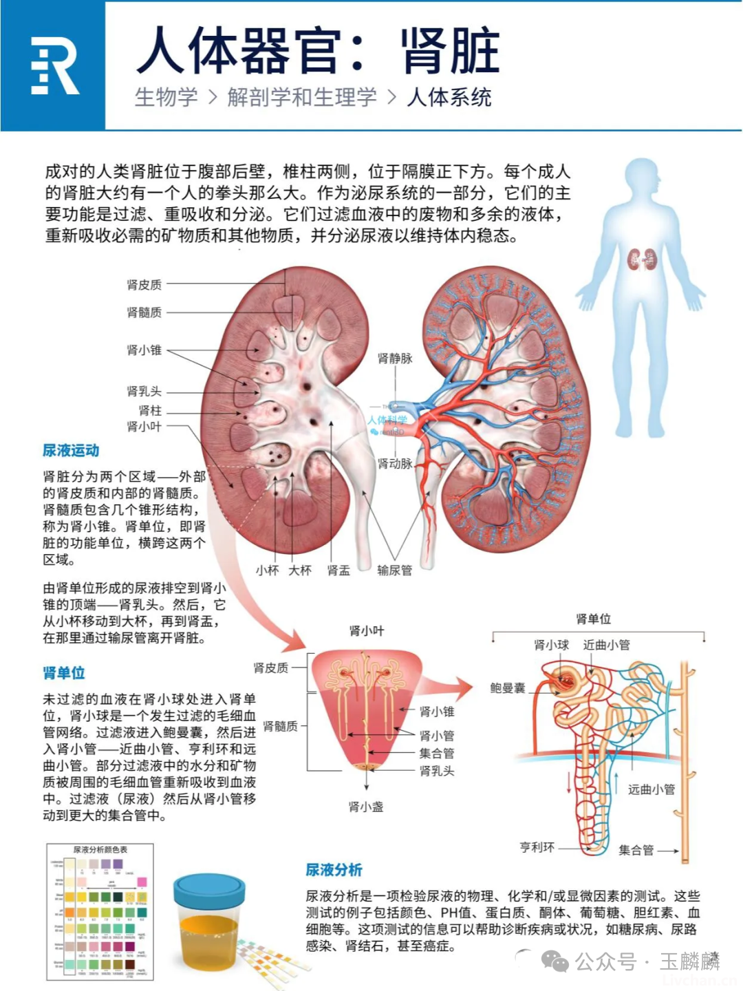 人体器官之心肝脾肺肾胰功能简介