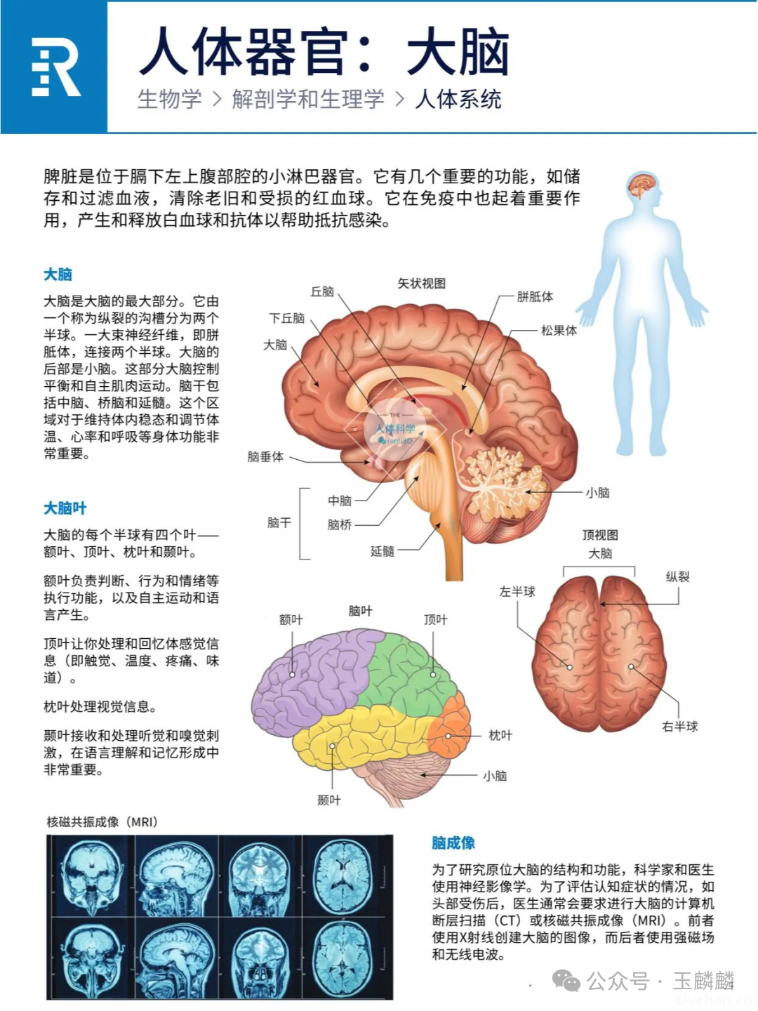 人体器官之心肝脾肺肾胰功能简介