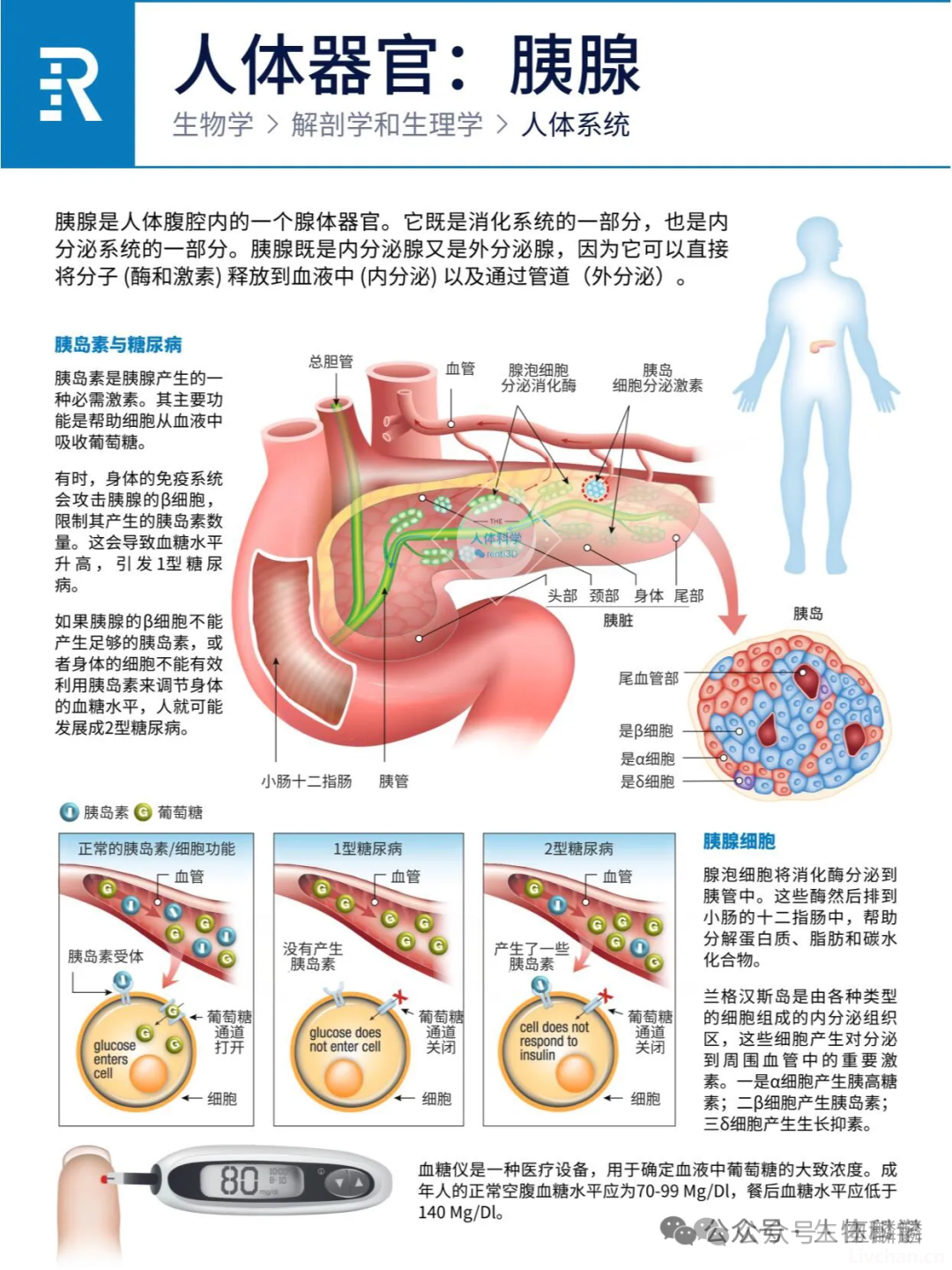 人体器官之心肝脾肺肾胰功能简介