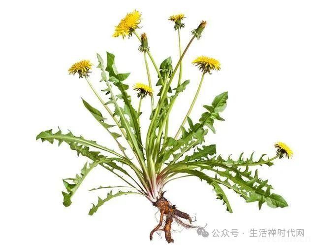 蒲公英：药草皇后！