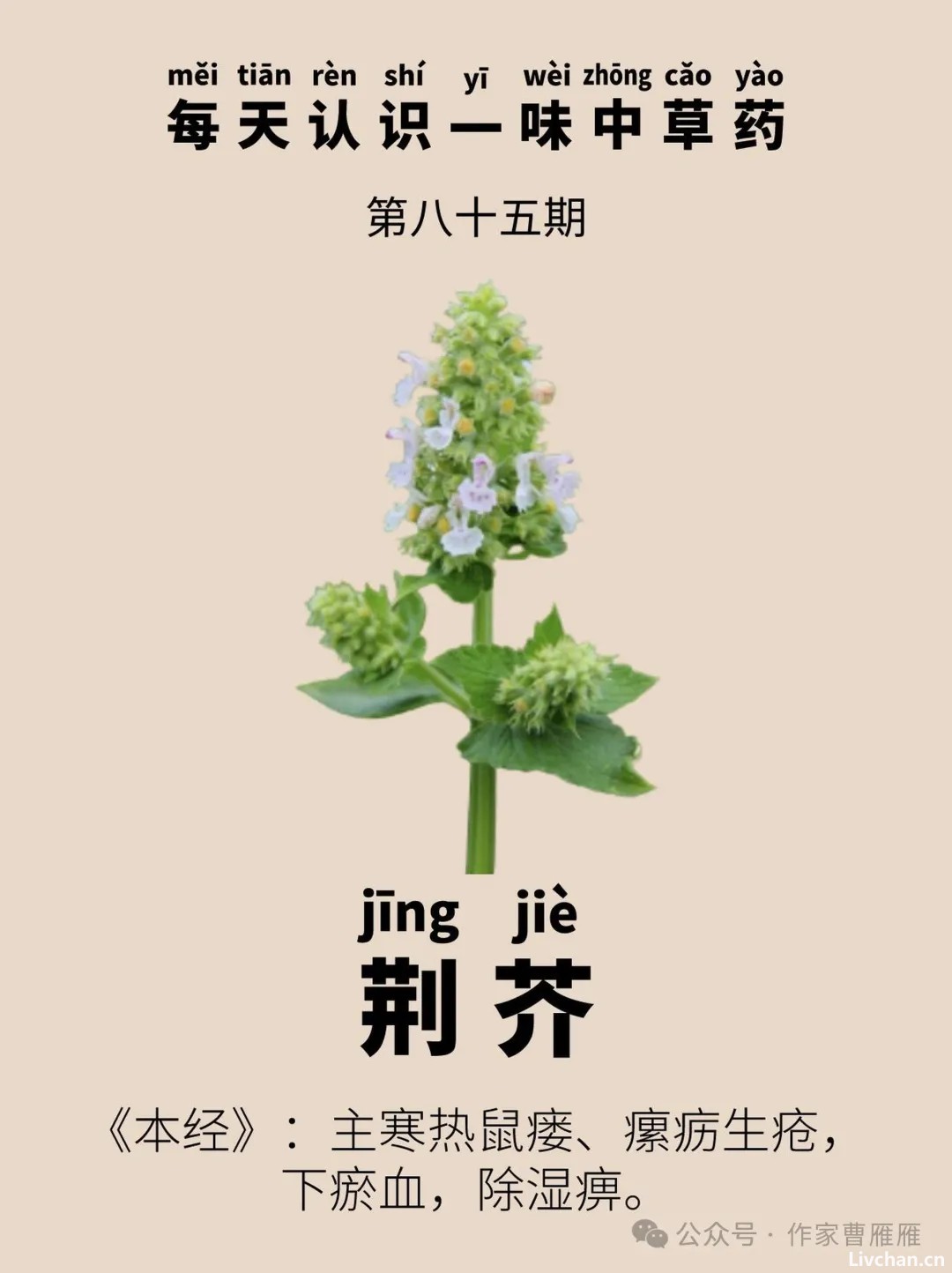 河南人的灵魂菜：荆芥